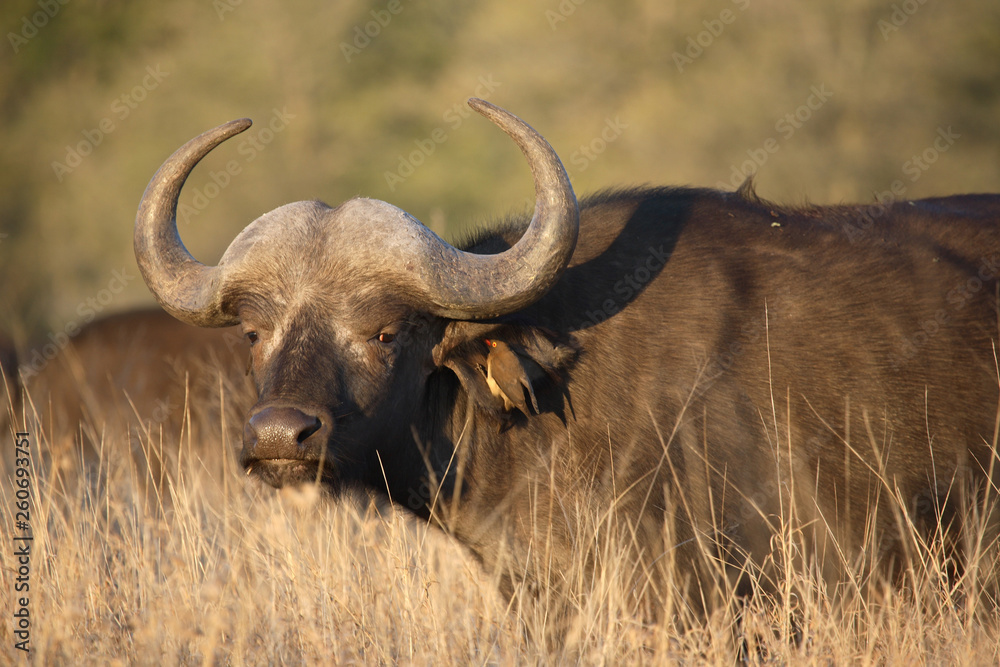 Kaffernbüffel / Buffalo / Syncerus caffer Kaffernbüffel / Buffalo / Syncerus caffer