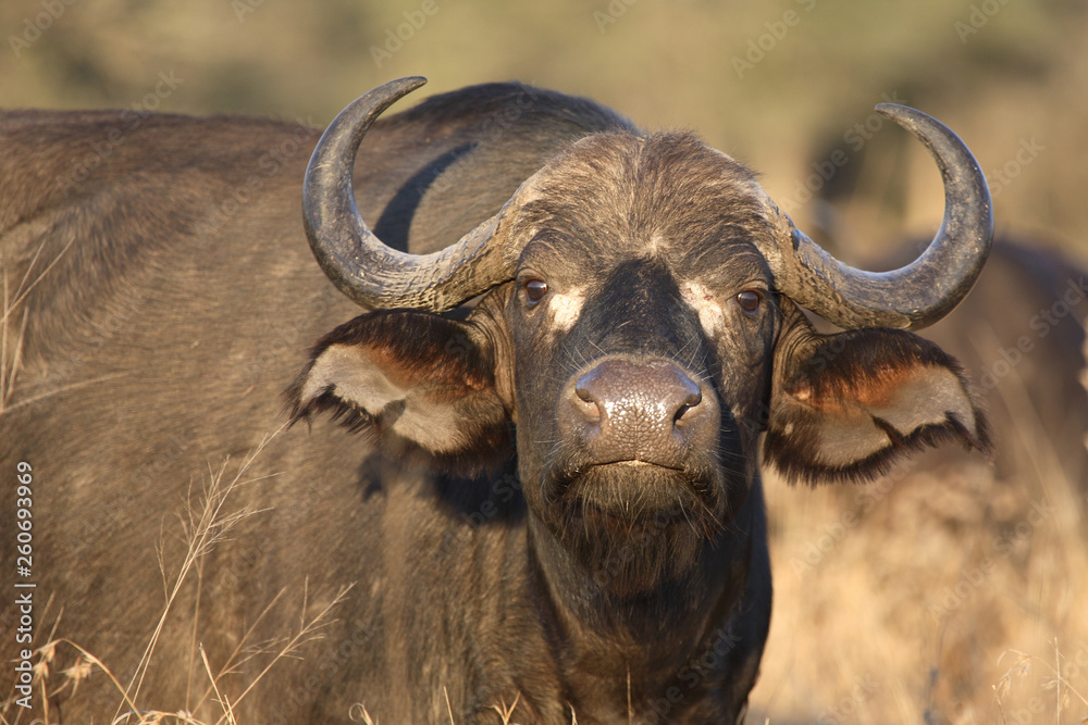 Kaffernbüffel / Buffalo / Syncerus caffer Kaffernbüffel / Buffalo / Syncerus caffer