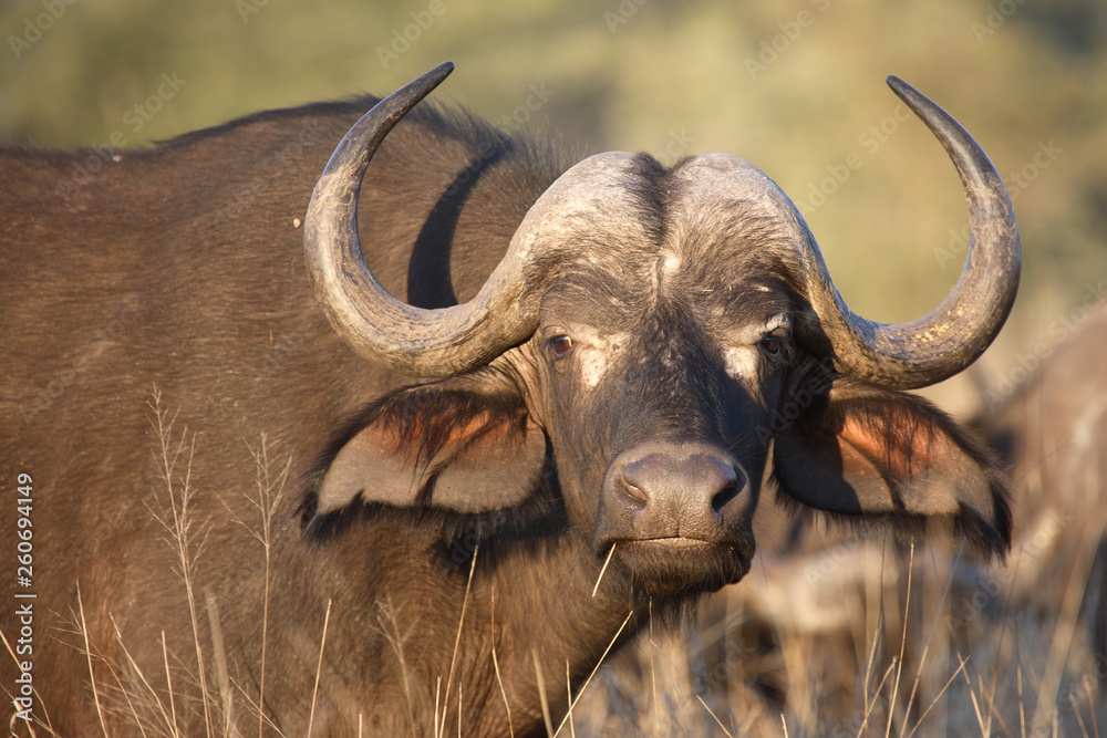 Kaffernbüffel / Buffalo / Syncerus caffer Kaffernbüffel / Buffalo / Syncerus caffer