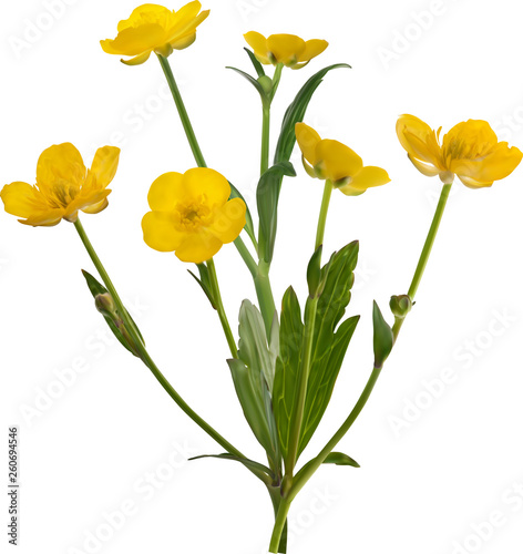six blooms gold buttercup flower illustration
