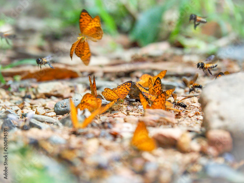 Beautiful on Butterfly with blur background and group of butterflies on surface ground. Insect world Bankrang camp, Phetchaburi province, Thailand National Park.