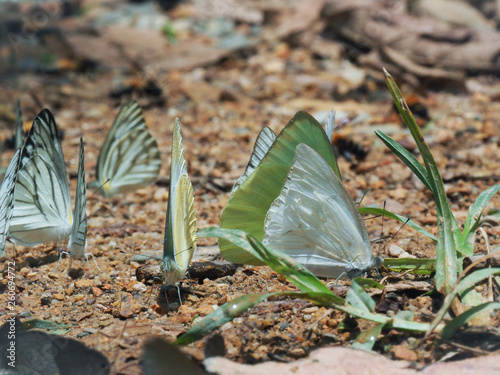 Beautiful on Butterfly with blur background and group of butterflies on surface ground. Insect world Bankrang camp, Phetchaburi province, Thailand National Park. photo