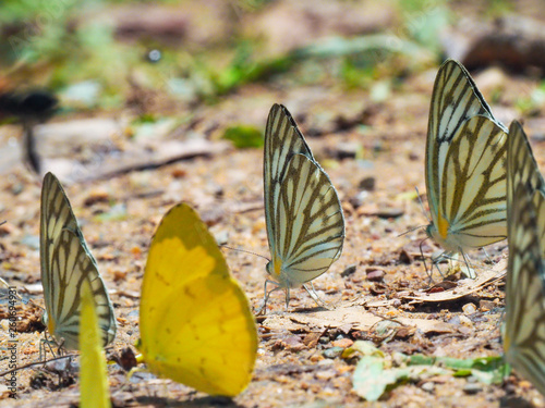 Beautiful on Butterfly with blur background and group of butterflies on surface ground. Insect world Bankrang camp, Phetchaburi province, Thailand National Park. photo