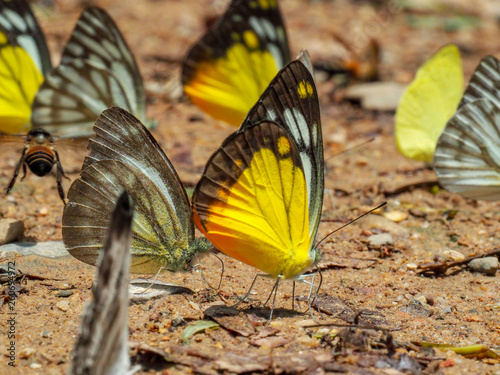Beautiful on Butterfly with blur background and group of butterflies on surface ground. Insect world Bankrang camp  Phetchaburi province  Thailand National Park.