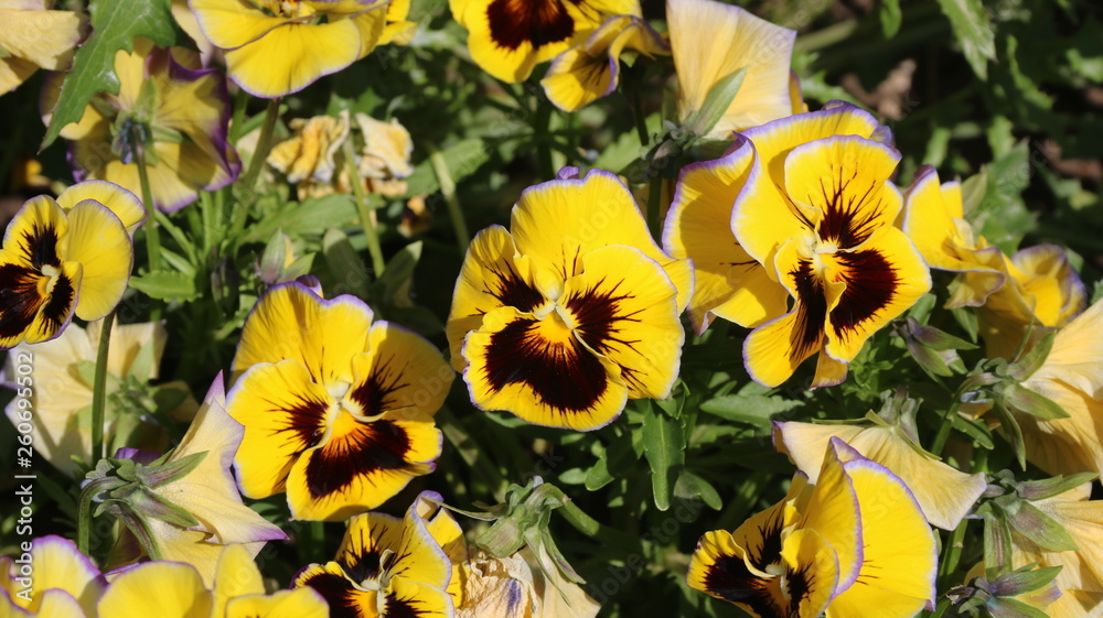 Pansy is a amazing flower and its colour combination is great. Viola tricolor var. hortensis. Viola Wittrockianna - Pansy.