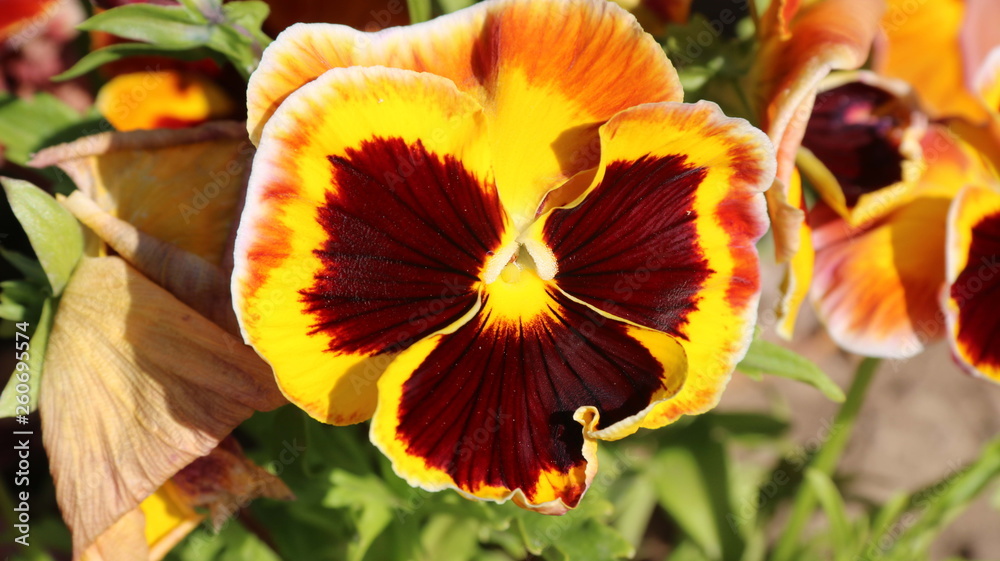 Pansy is a amazing flower and its colour combination is great. Viola tricolor var. hortensis. Viola Wittrockianna - Pansy. Pansy is a amazing flower and its colour combination is great. Viola tricolor var. hortensis. Viola Wittrockianna - Pansy.