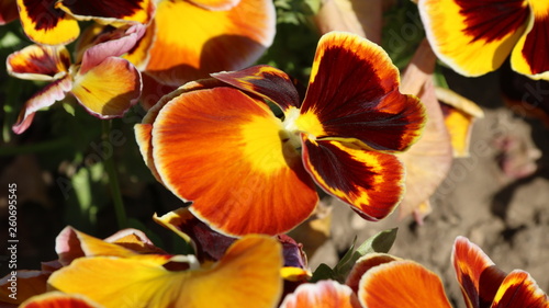 Pansy is a amazing flower and its colour combination is great. Viola tricolor var. hortensis. Viola Wittrockianna - Pansy.
