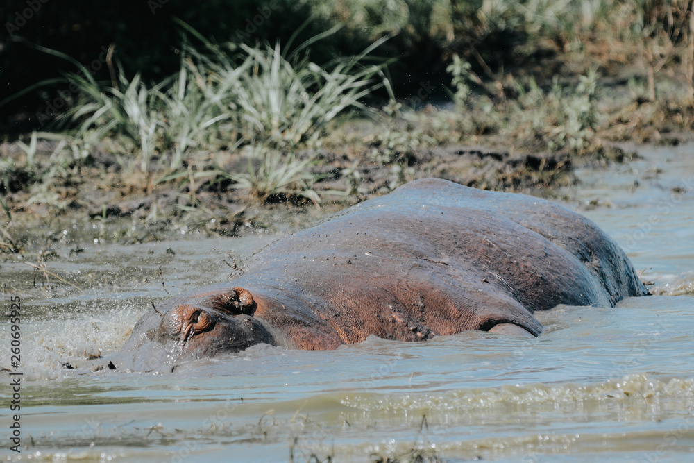 Hyppo in the mud Hyppo in the mud