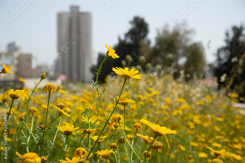 flower, yellow, nature, field, spring, flowers, meadow, summer, sky, green, grass, dandelion, plant, landscape, flora, garden, blossom, blue, season, rural, outdoors, buttercup, beauty, bright, daffod photo