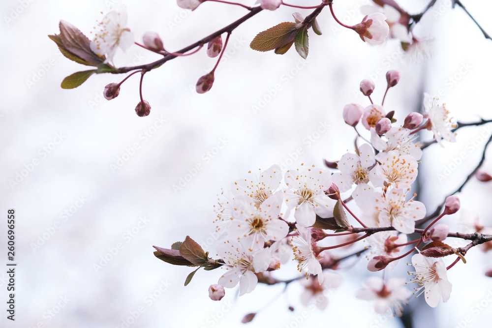 Cherry Blossom or Sakura flower on nature background. Cherry Blossom or Sakura flower on nature background.