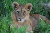 Lion Masai Mara Africa