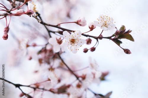 Fototapeta Naklejka Na Ścianę i Meble -  Cherry Blossom or Sakura flower on nature background.