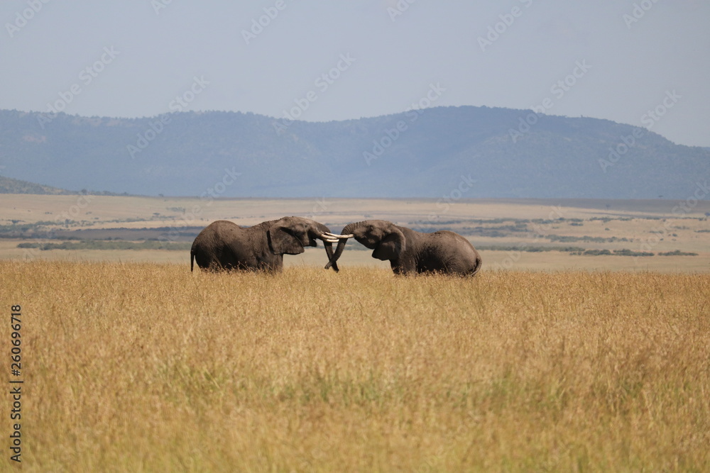 Elephant Masai Mara Africa