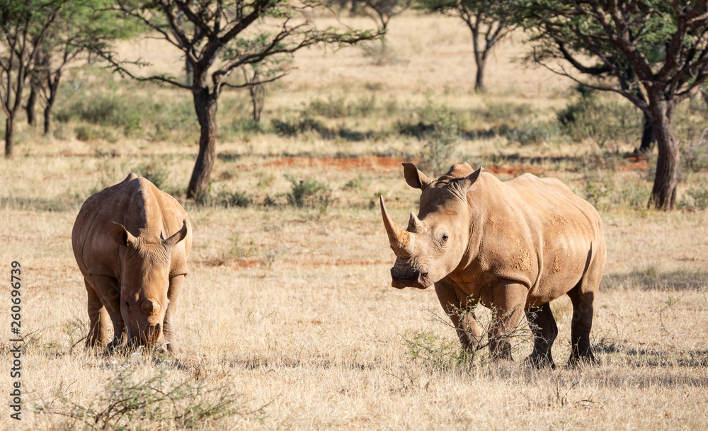 White Rhino Pair White Rhino Pair
