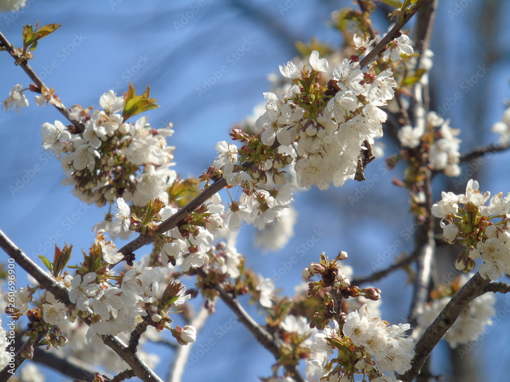 Liguria, Italy – 04/03/2019: Beautiful caption of the fruits tree and other different plants with first amazing white and yellow flowers in the village and an incredible blue sky in the background. Liguria, Italy – 04/03/2019: Beautiful caption of the fruits tree and other different plants with first amazing white and yellow flowers in the village and an incredible blue sky in the background.