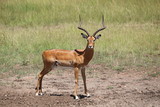 Wildlife Masai Mara Africa Safari