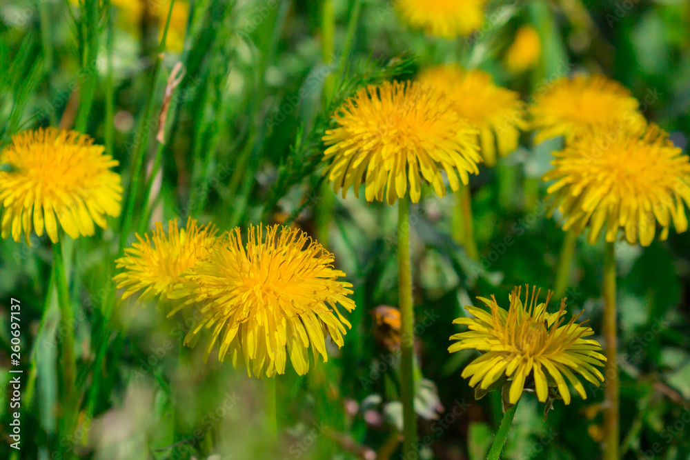 Yellow dandelions. Meadow with dandelions on a sunny day. dandelions in spring. Yellow dandelions. Meadow with dandelions on a sunny day. dandelions in spring.