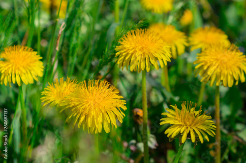 Yellow dandelions. Meadow with dandelions on a sunny day. dandelions in spring.