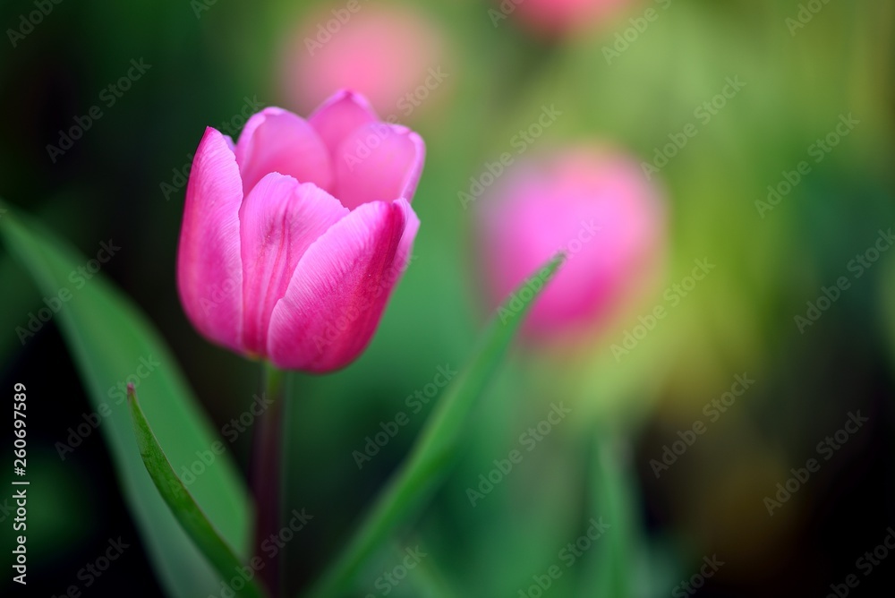 Pink tulip on green background Pink tulip on green background