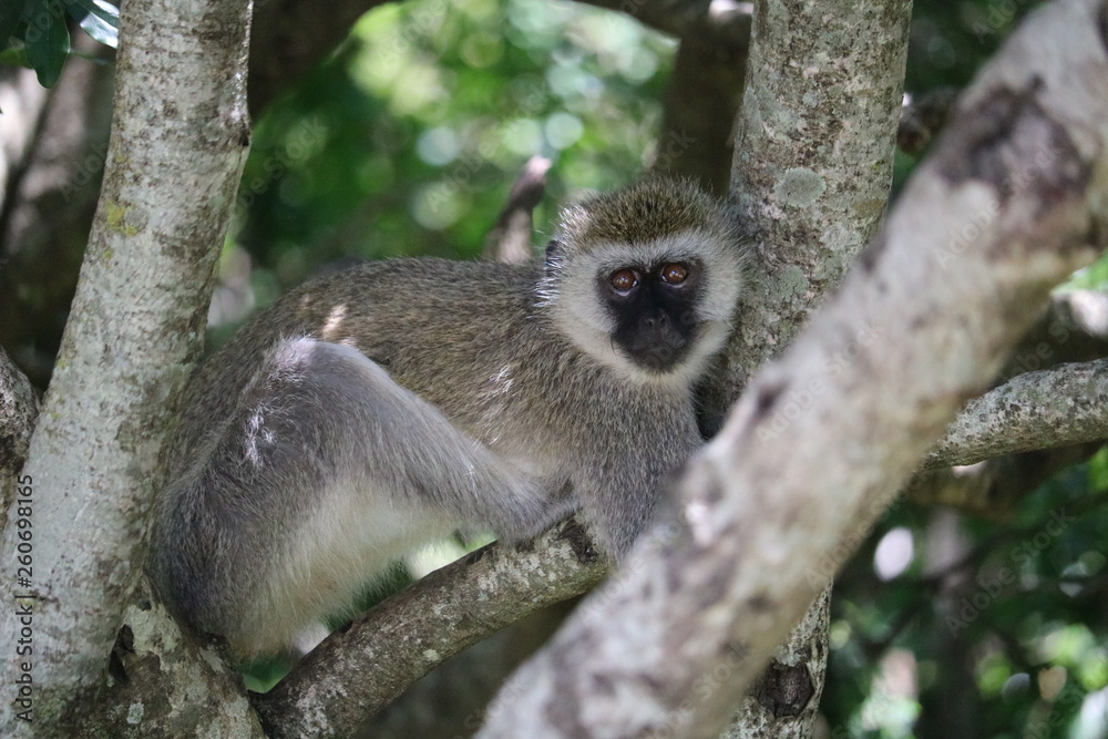 Naklejka premium Monkey Masai Mara Africa