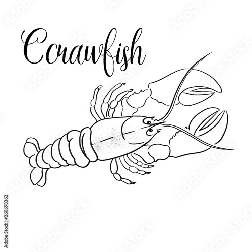 Crawfish line vector illustration