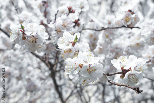 Fruit tree blossoms. Spring beginning background. White blossoming of tree. Little white flowers. Inflorescence of apricot. Allergy to pollen.