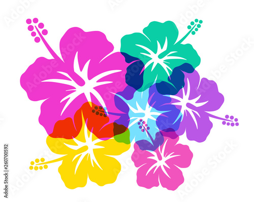 Hibiscus southern country image