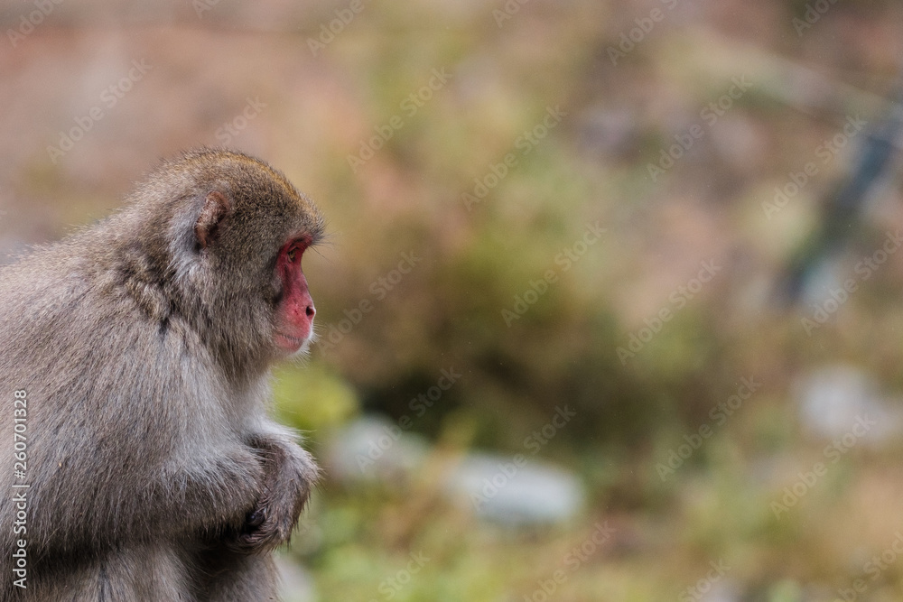 Fototapeta premium White Monkey in the mountain