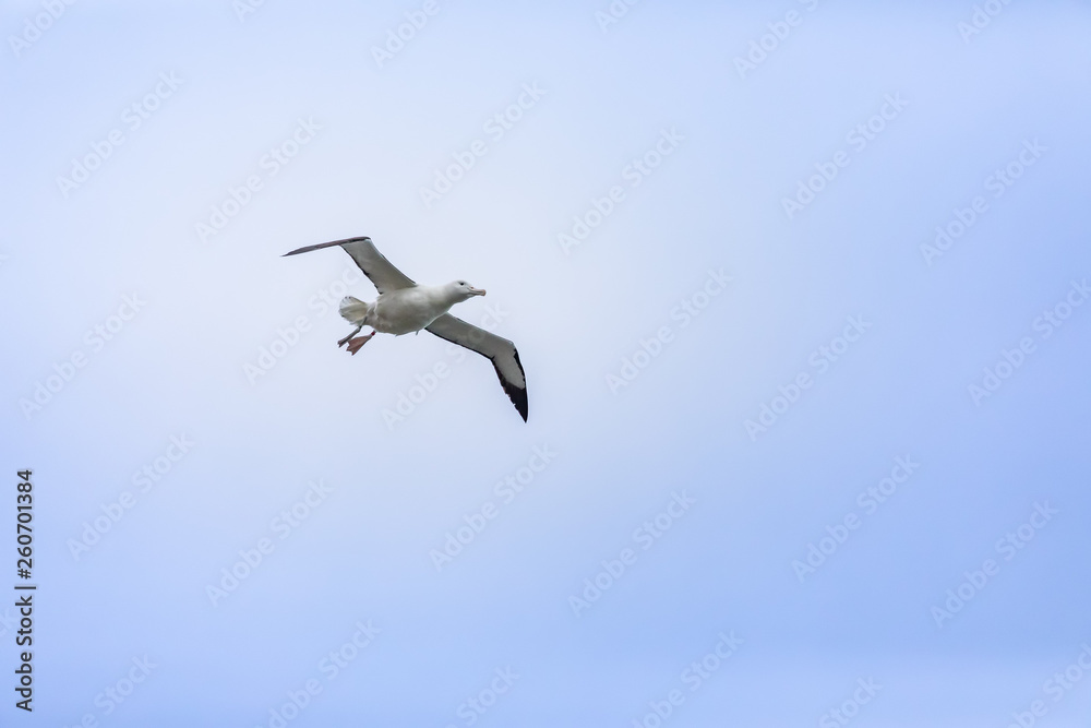 Albatross bird in the sky Albatross bird in the sky
