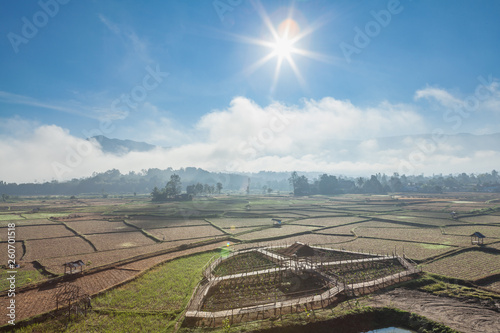 Obraz na plátně Huts on havested ricefield