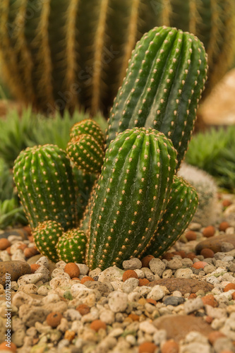 Group of small cactus plant in the cactus garden.