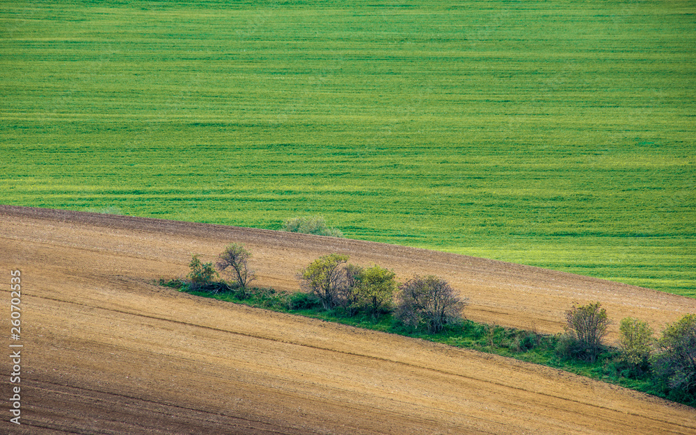 Trees among the rolling hills of South Moravia, Czech Republic