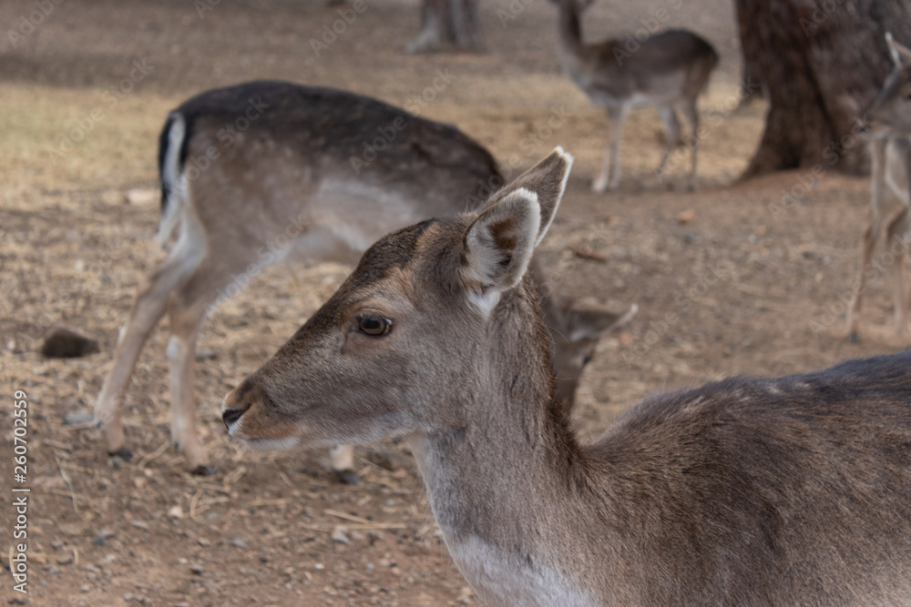 Fawns in park