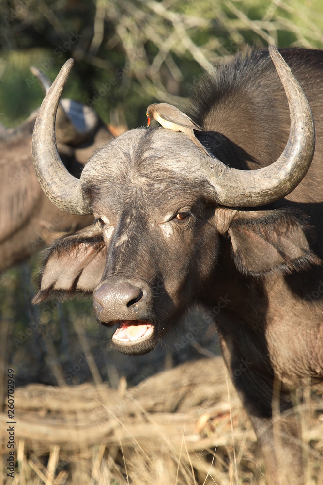 Kaffernbüffel und Rotschnabel-Madenhacker / Buffalo and Red-billed oxpecker / Syncerus caffer et Buphagus erythrorhynchus Kaffernbüffel und Rotschnabel-Madenhacker / Buffalo and Red-billed oxpecker / Syncerus caffer et Buphagus erythrorhynchus