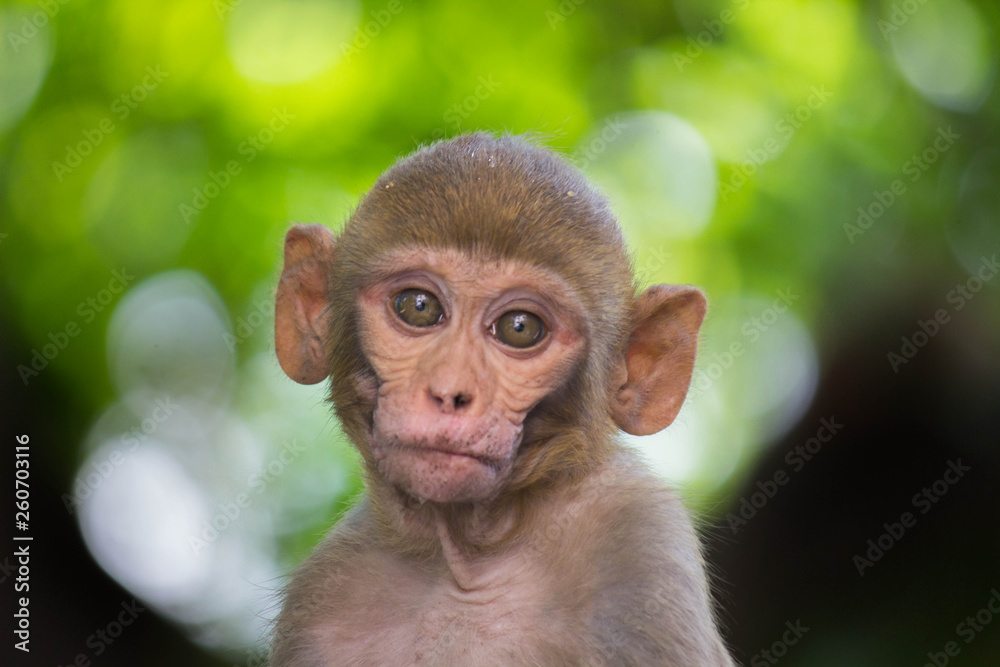 Portrait of The Rhesus Macaque Monkey Sitting Under the Tree and looking into the camer Portrait of The Rhesus Macaque Monkey Sitting Under the Tree and looking into the camer