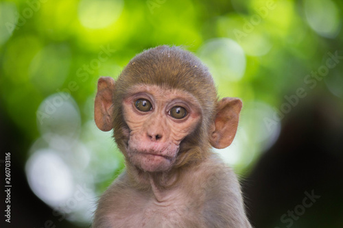 Fototapeta Naklejka Na Ścianę i Meble -  Portrait of The Rhesus Macaque Monkey Sitting Under the Tree and looking into the camer