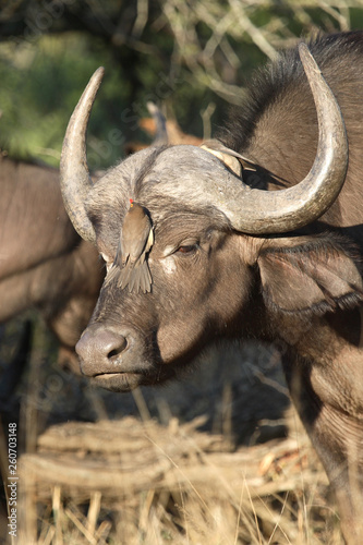 Kaffernbüffel und Rotschnabel-Madenhacker / Buffalo and Red-billed oxpecker / Syncerus caffer et Buphagus erythrorhynchus photo