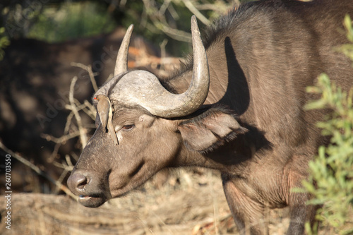 Kaffernbüffel und Rotschnabel-Madenhacker / Buffalo and Red-billed oxpecker / Syncerus caffer et Buphagus erythrorhynchus