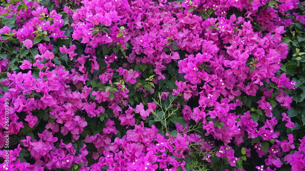 Purple bougainvillea flowers texture pattern background. Beautiful magenta and white Bougainvillea glabra in greenery area. Paper flower. Great bougainvillea spectabilis willd. Nyctaginaceae family.