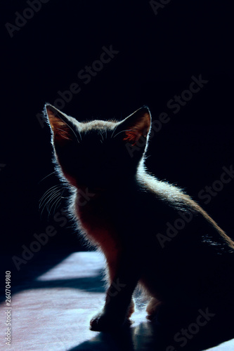 Animals, Pets Concept. Silhouette of a Cat Over Black Background. Cute Stray Kitten. 