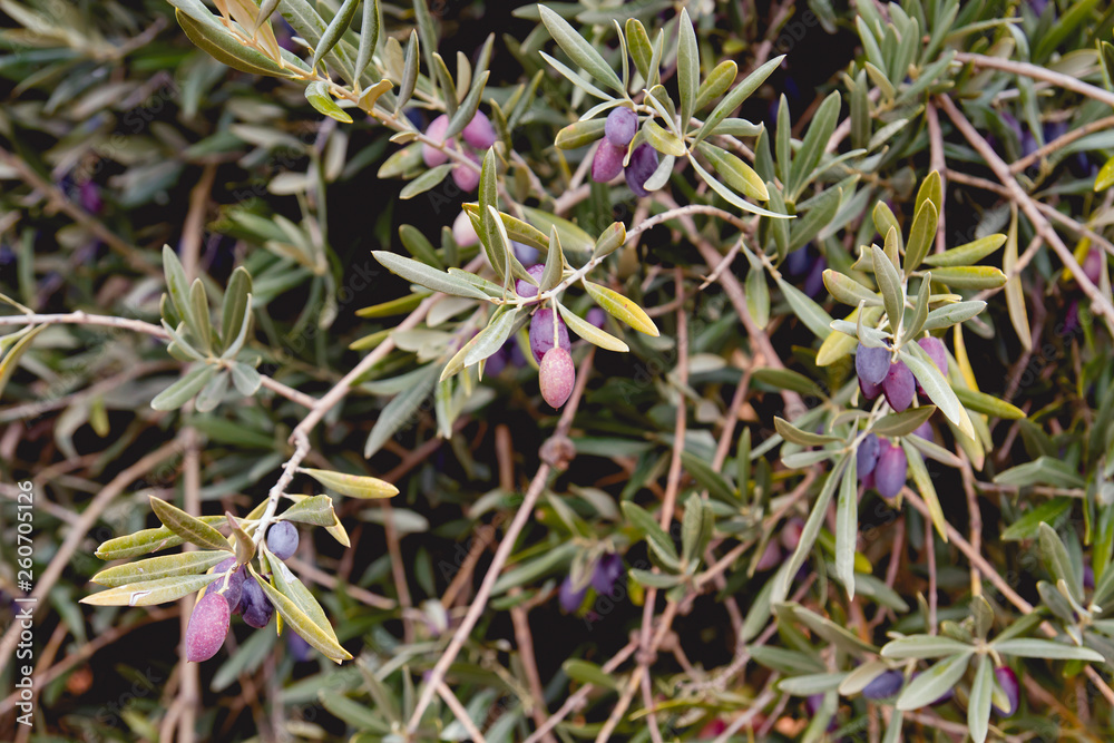 Olive tree foliage with fruits Olive tree foliage with fruits