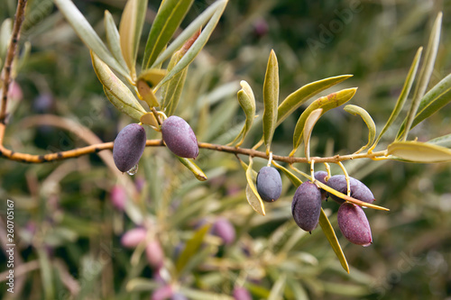 Olive tree fruits close up photo