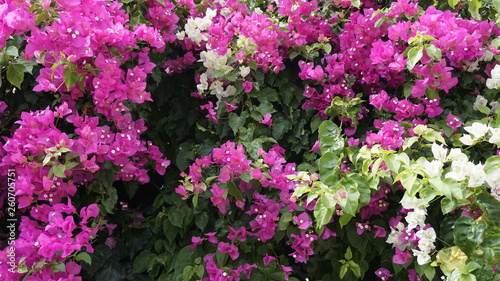 Purple bougainvillea flowers texture pattern background. Beautiful magenta and white Bougainvillea glabra in greenery area. Paper flower. Great bougainvillea spectabilis willd. Nyctaginaceae family.