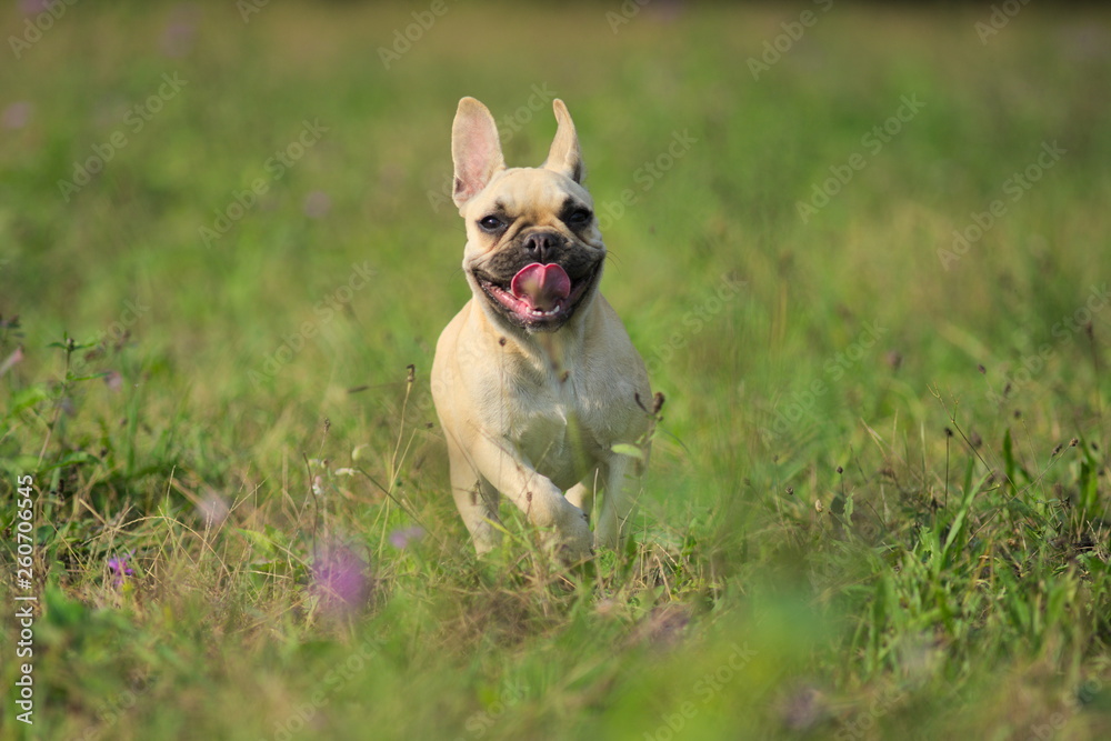 bulldog francese corre nell'erba
