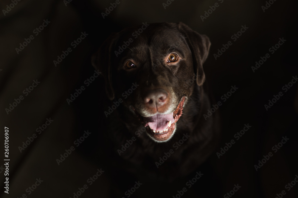 Portrait of chocoalte labrador sitting in a room Portrait of chocoalte labrador sitting in a room