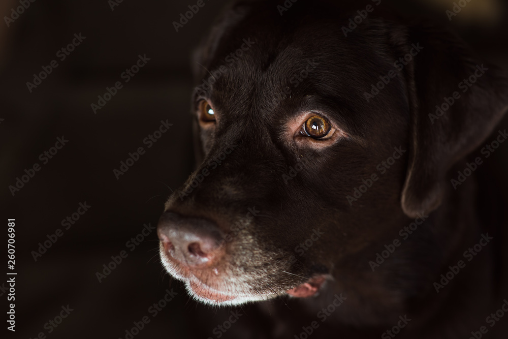 Portrait of chocoalte labrador sitting in a room