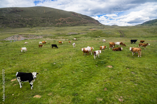 Aerial shot of the cows on the green meadow
