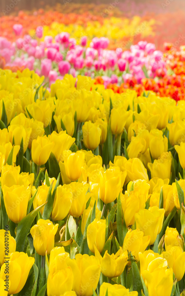 Closeup yellow tulips flower background. Beautiful view of tulips in fog landscape at the middle of spring or summer. Closeup yellow tulips flower background. Beautiful view of tulips in fog landscape at the middle of spring or summer.