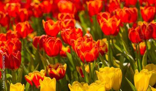 Closeup red tulips flower background. Beautiful view of tulips in fog landscape at the middle of spring or summer.