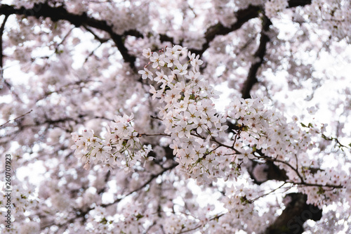 Spring cherry blossom blooming